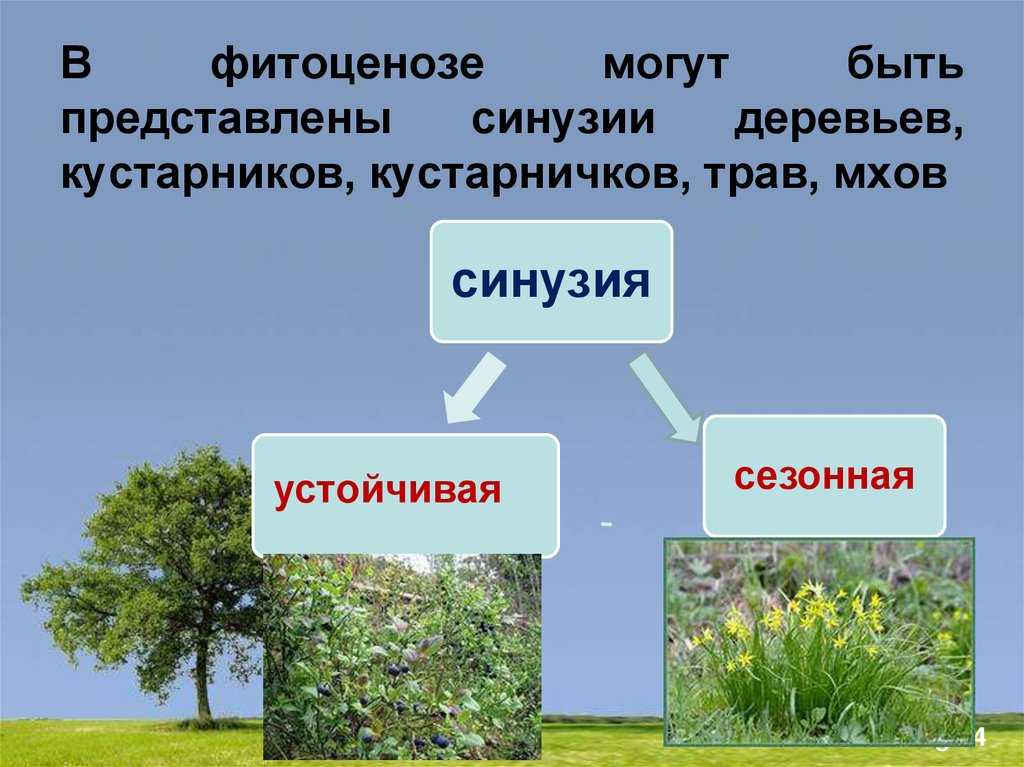 Основные параметры фитоценоза - основы фитоценологии - основы фитоценологии и географии растений - т. п. ларькина - 2017