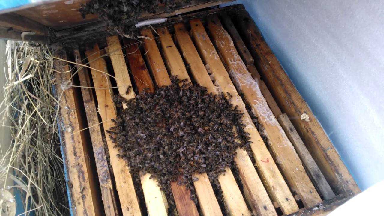 Схема движения клуба пчел при зимовке