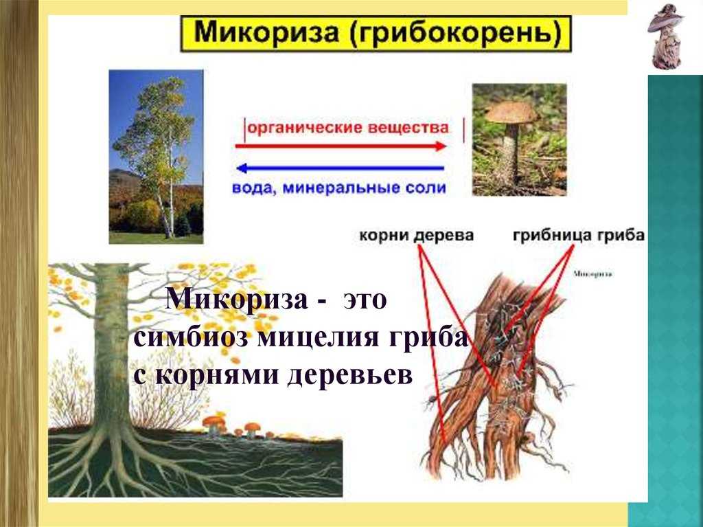 Микоризные грибы: значимость и актуальность - агроэкомиссия - цифровая платформа знаний