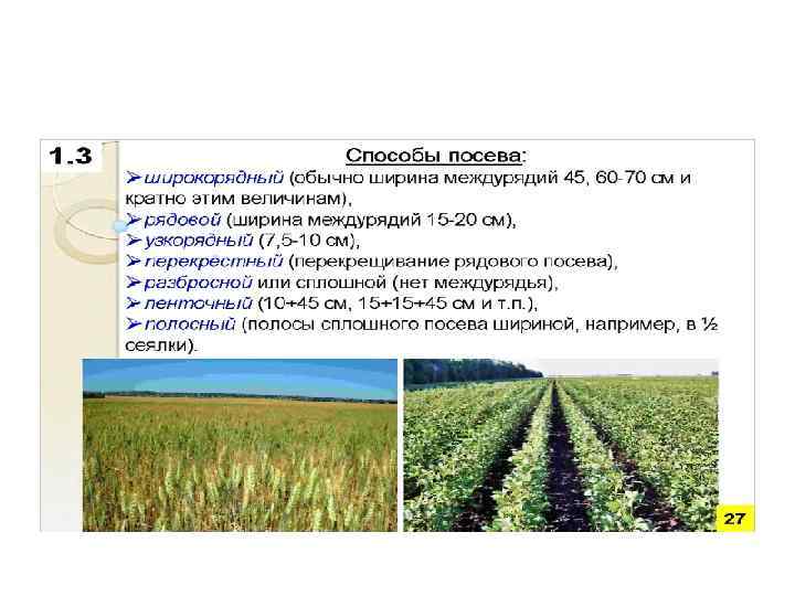Полевое кормопроизводство