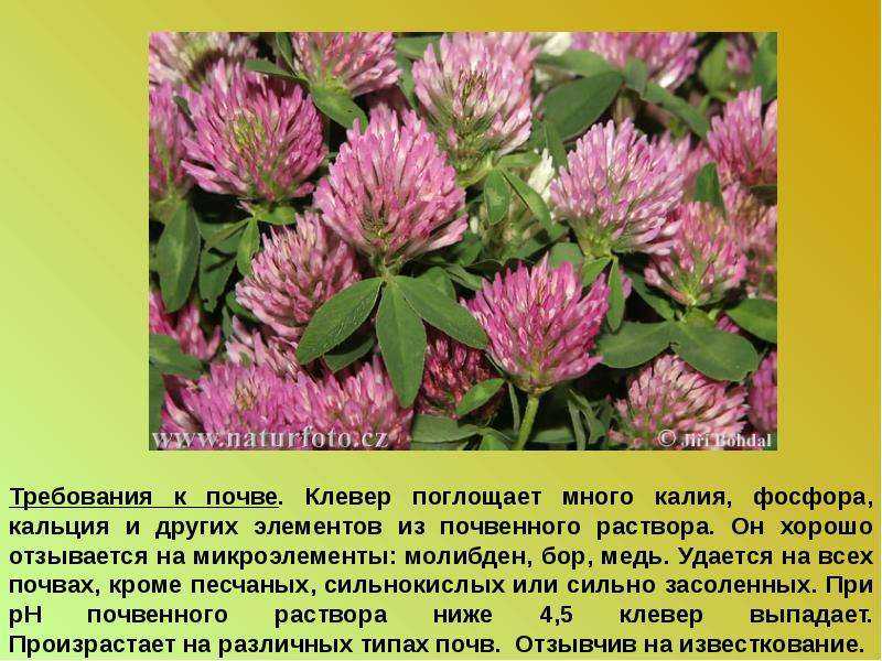 Технология возделывания. клевер на корм и семена - реферат