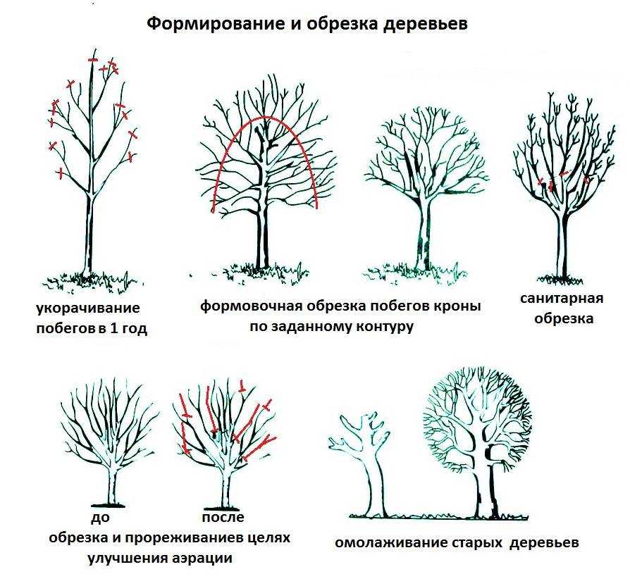 Обрезка деревьев весной для начинающих в картинках пошагово