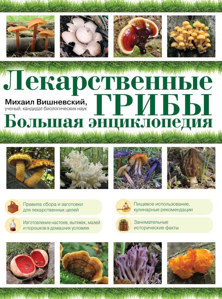 Грибы