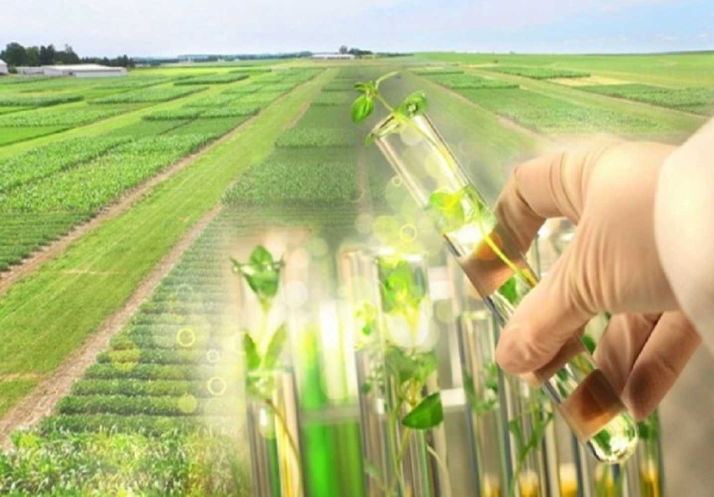 Организация и планирование семеноводства. государственный сортовой и семенной контроль