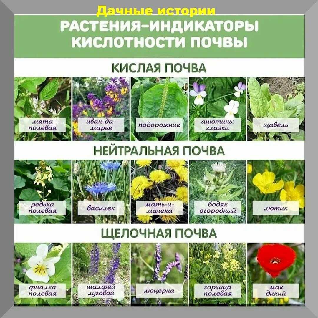 Из каких фаз состоит почва, описания 4 основных и их влияние на растения