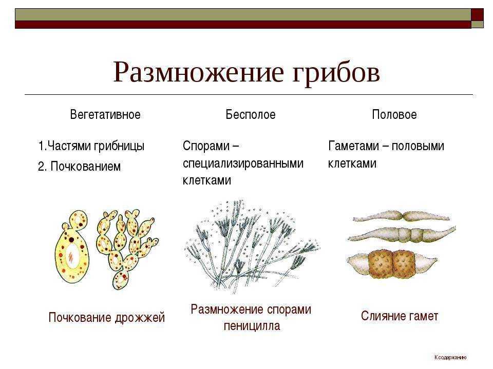 Микология