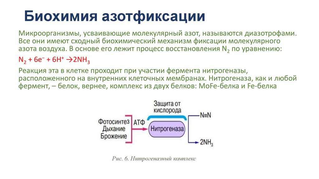 41+ примеров азотфиксирующих бактерий: подробные факты об этом