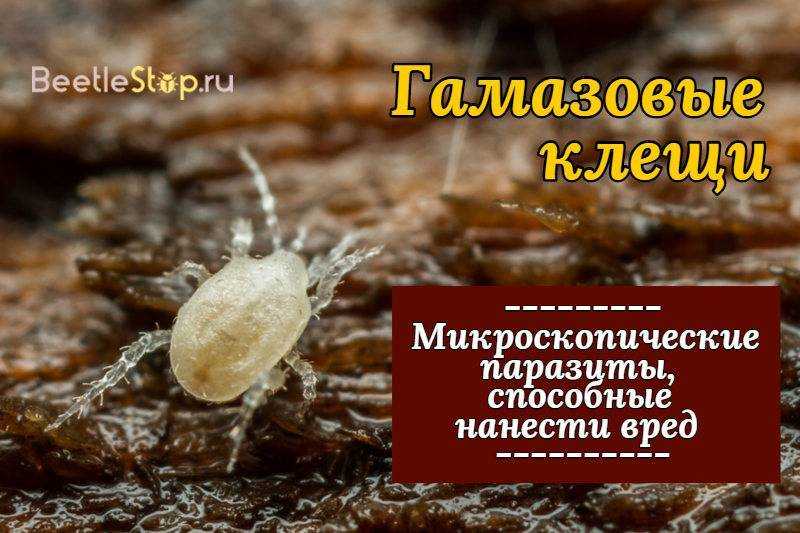 Гамазовые клещи: как распознать паразита. крысиный (гамазовый) клещ семейство гамазовые