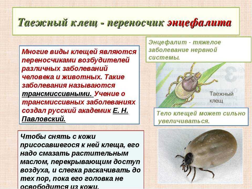 Клещи иксодовые | справочник пестициды.ru