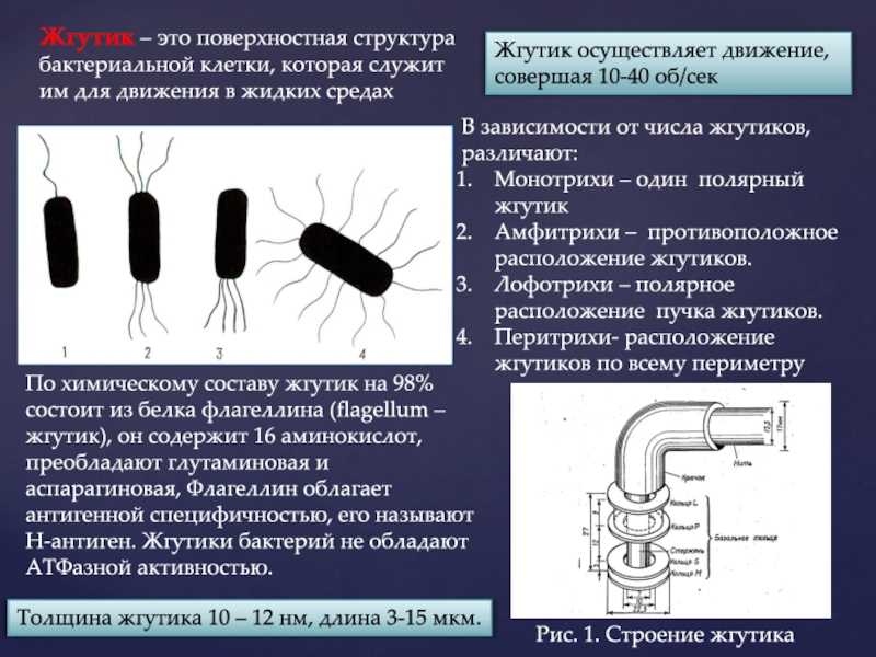 Окраска по бурри гинсу кратко