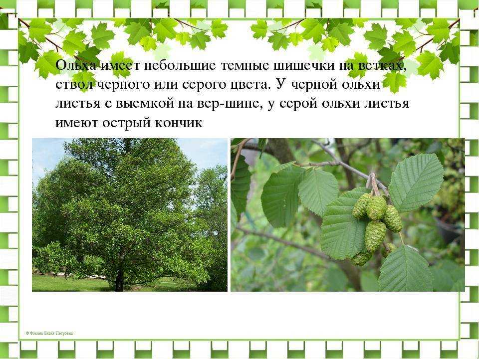 Как отличить ольху от других деревьев: описание и свойства вида