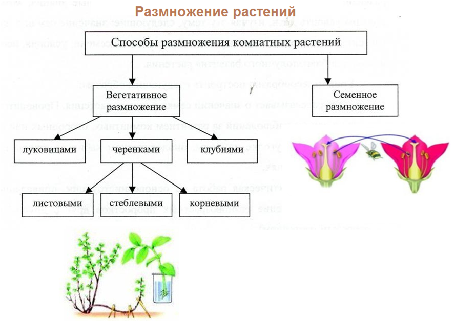 Биология