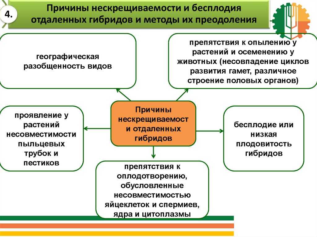 «видообразование. результаты микроэволюции.» 2 критерии вида физиологический (сходство процессов, проте- кающих в организмах одного вида; нескрещиваемость. - презентация