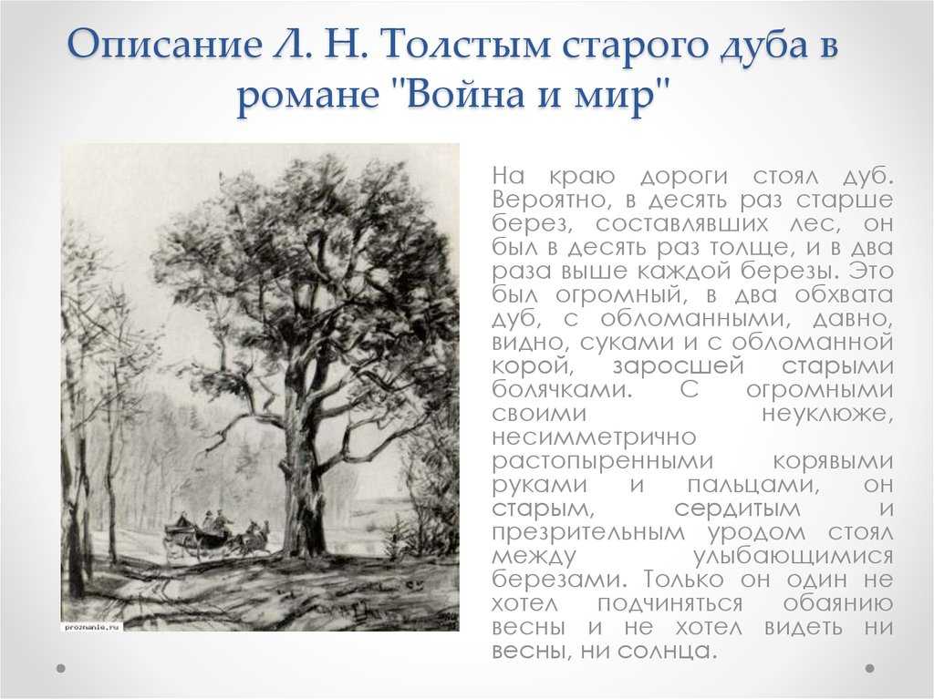 Характеристика и описание дуба в романе война и мир + отрывок