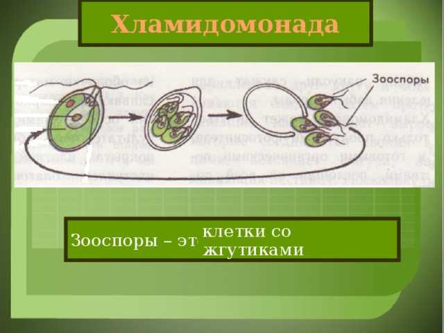 Что такое зооспоры у водорослей: особенности и значение