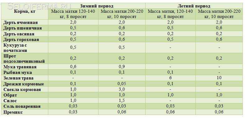 Подсосные свиноматки — агроxxi