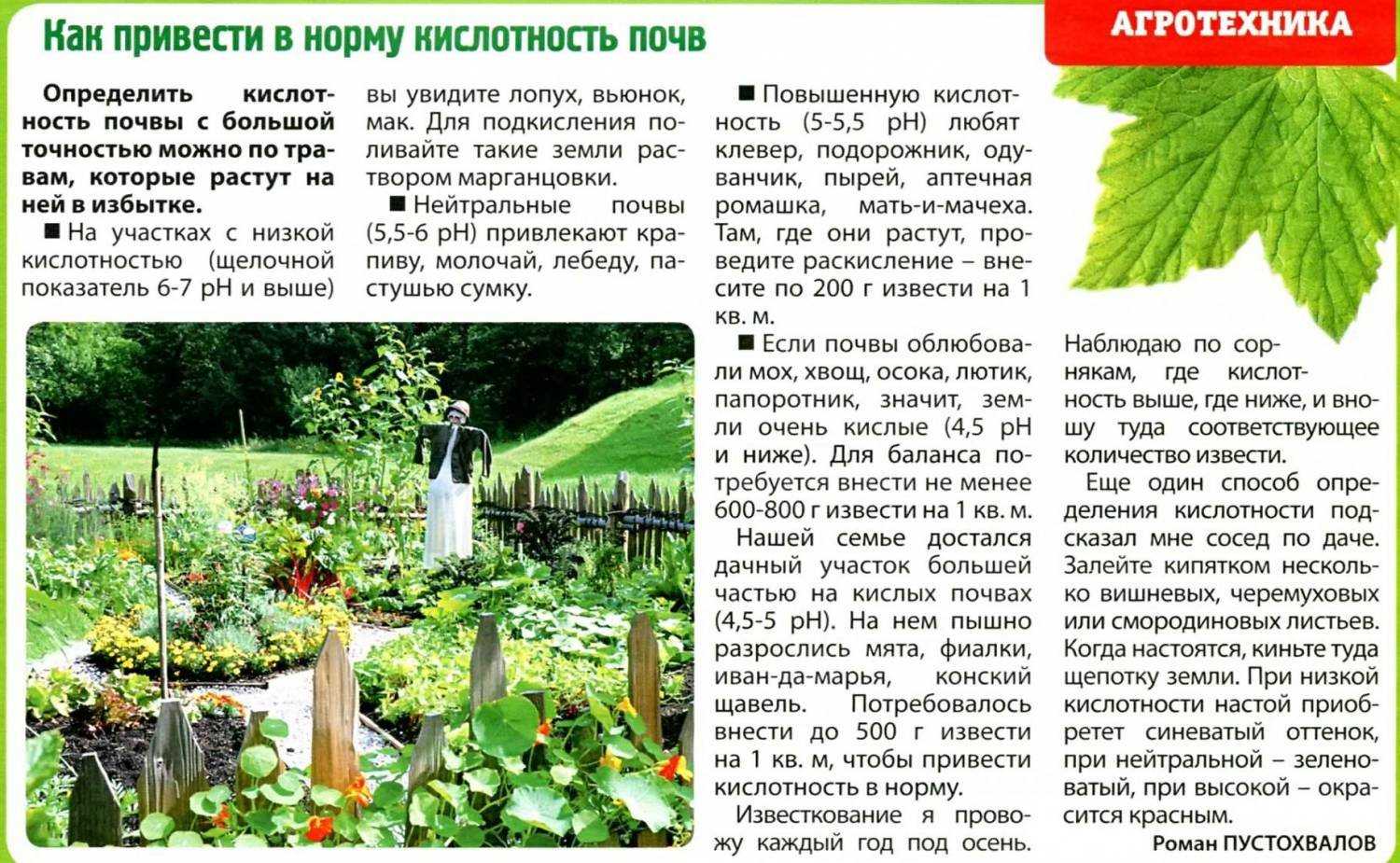 Сидераты - горчица, клевер, рожь, пшеница, редька