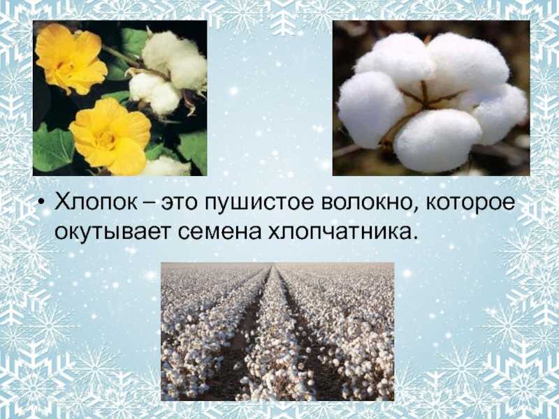 Как выращивают и собирают хлопок в узбекистане