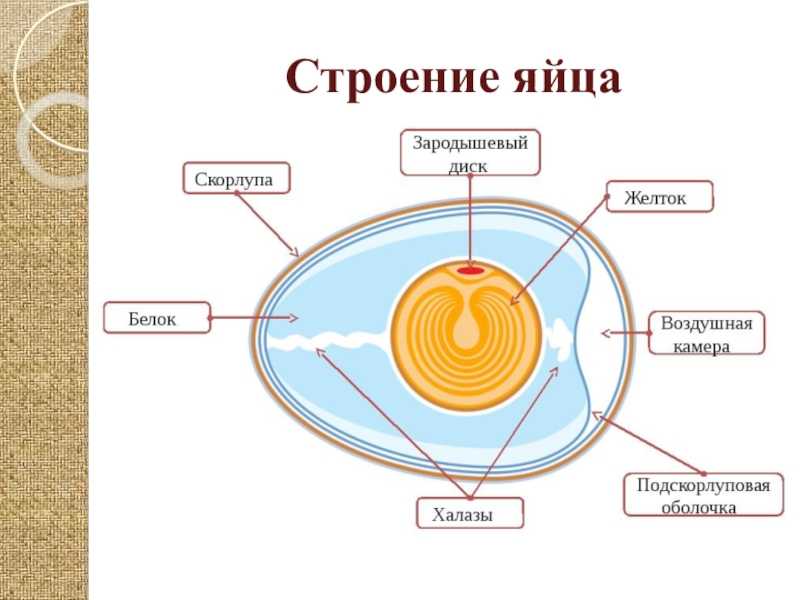 Развитие и размножение птиц - особенности, строение органов размножения - таблица и доклад