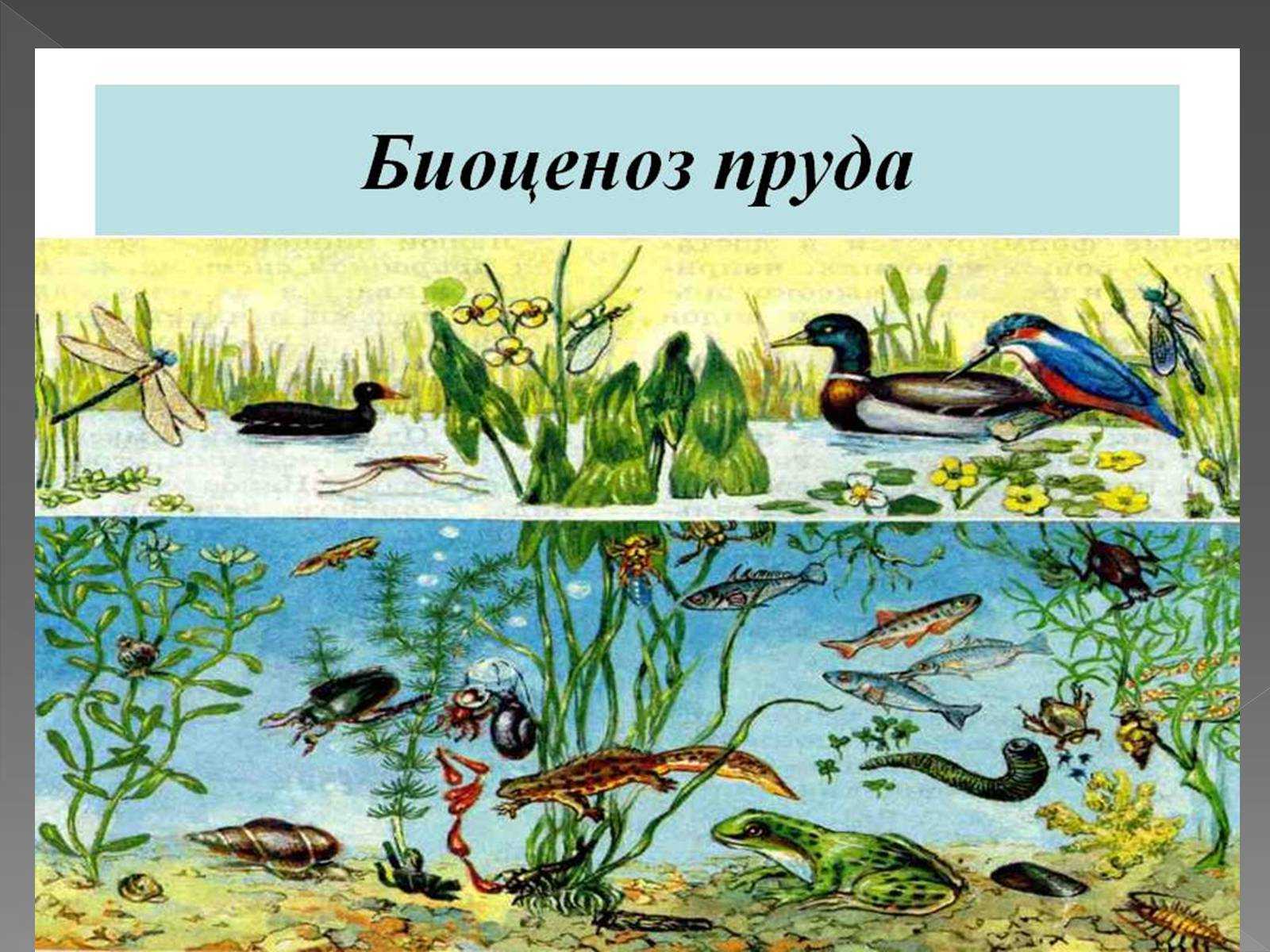 Важность птиц в биоценозе леса