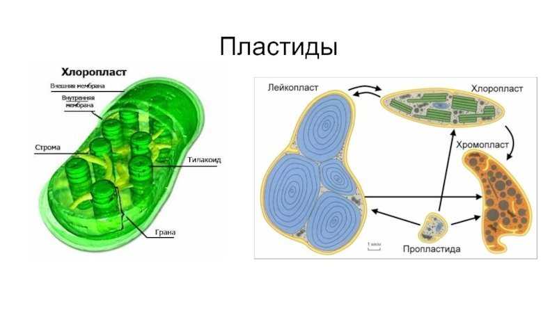 Пластиды строение и функции