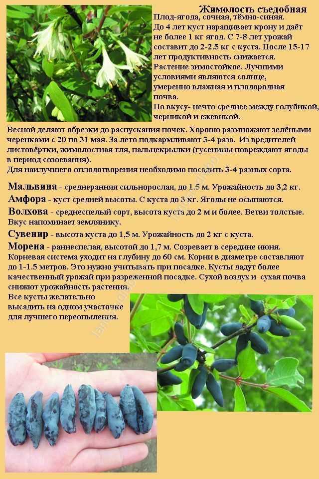 Как выращивать жимолость и получать обильный урожай