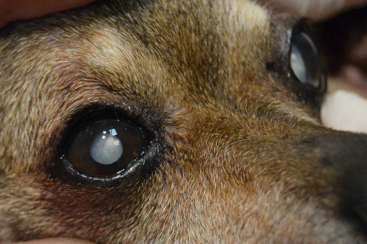 Болезни глаз у собак – фото и описание патологий зрения