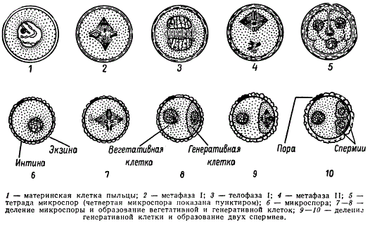 Тетрада микроспор. Микроспора покрытосеменных. Микрогаметогенез у цветковых растений. Схема образования и развития пыльцевого зерна. Микроспорогенез голосеменных схема.