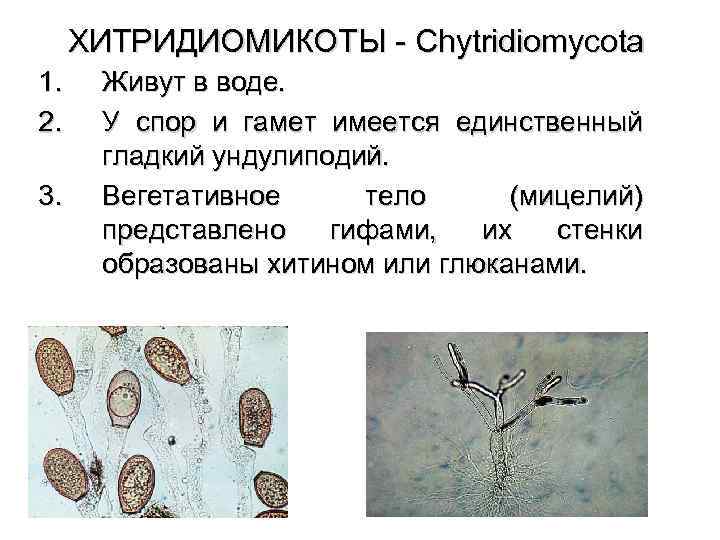 Chytridiomycota - chytridiomycota - dev.abcdef.wiki