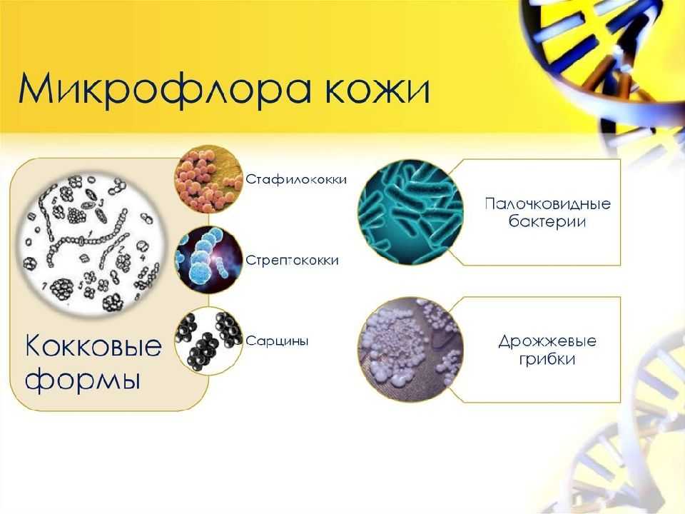 Микробиология свежих плодов и овощей - микробиология пищевых продуктов - микробиология учебное пособие - красникова л. в. - троицкий мост 2012