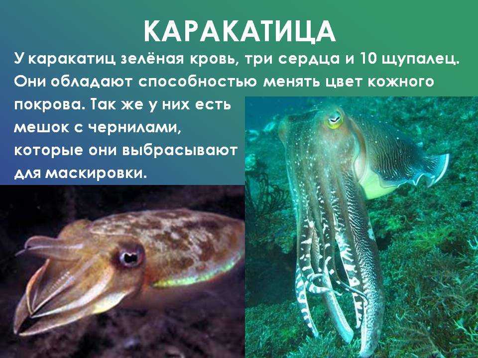 Кальмар против осьминога