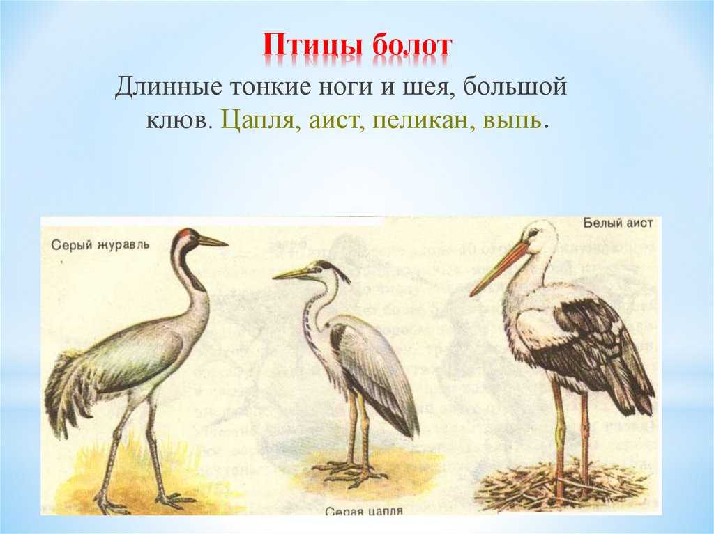 Птицы болот россии и мира | фото и названия болотных птиц