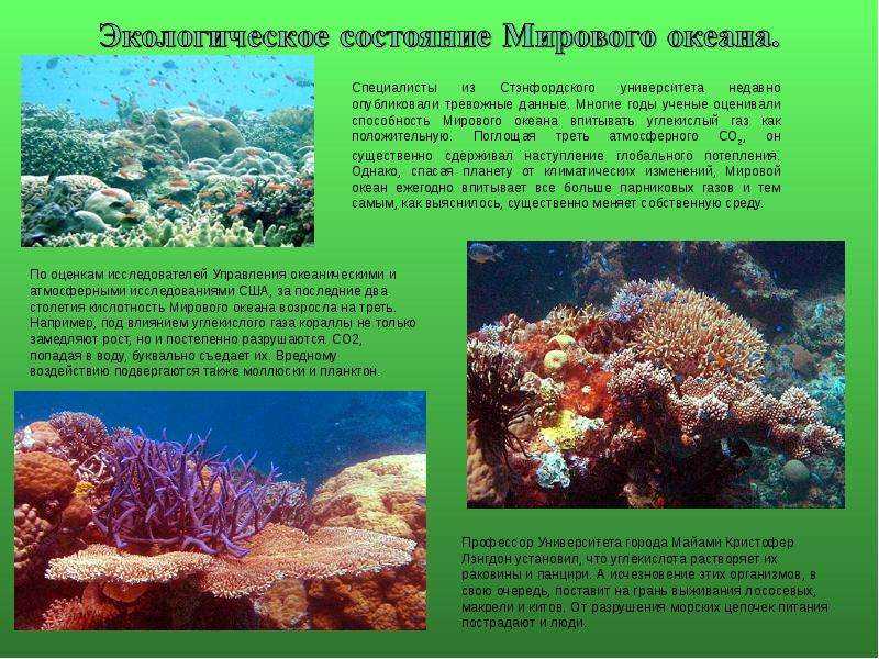 Что такое шельфовая зона