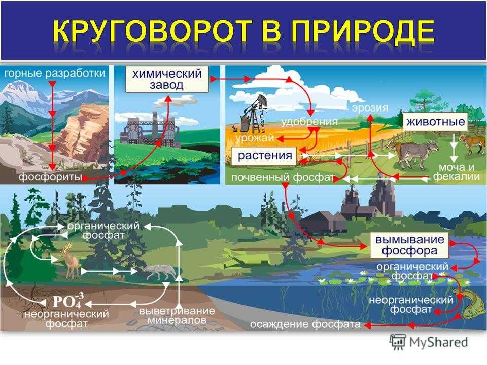 Презентация на тему круговорот серы, фосфора и азота в природе