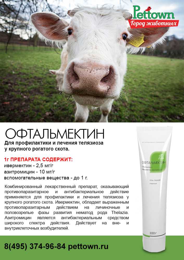 Ветеринария коров | телязиоз крупного рогатого скота