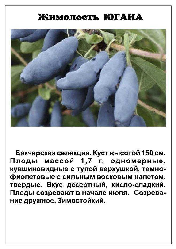 Как правильно повысить урожайность жимолости осенью. три возрастных обрезки