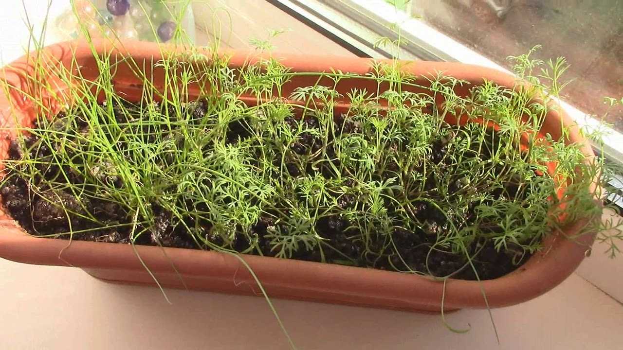 Как прорастить укроп из семян быстро