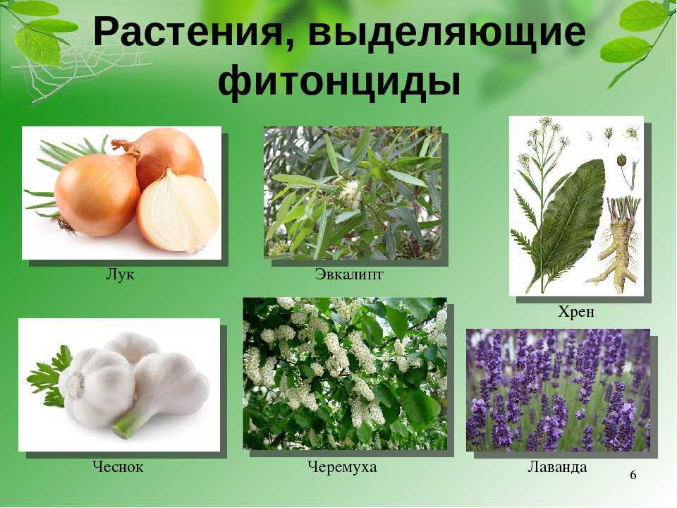 Фитонциды – уникальные «айболиты» природы. 100 знаменитых загадок природы