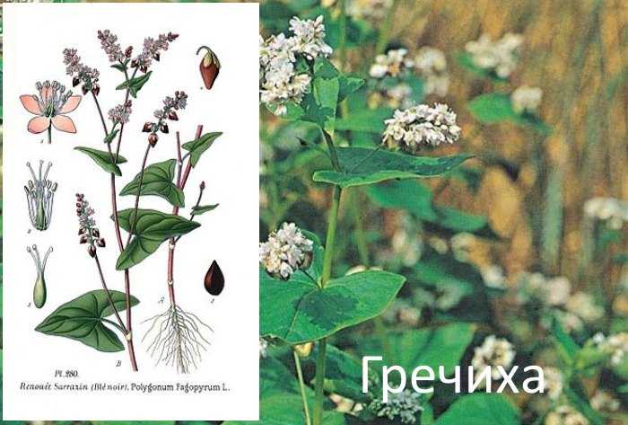 Гречиха посевная