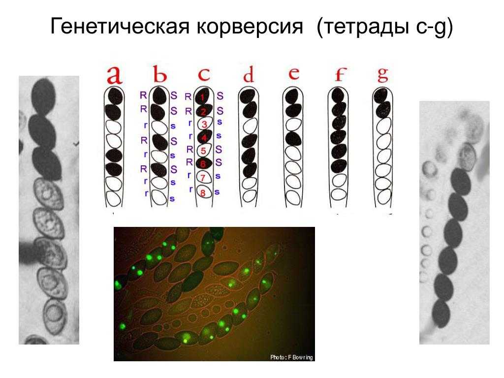 Как гоголь писал произведение тарас бульба. «тарас бульба» гоголя – история создания