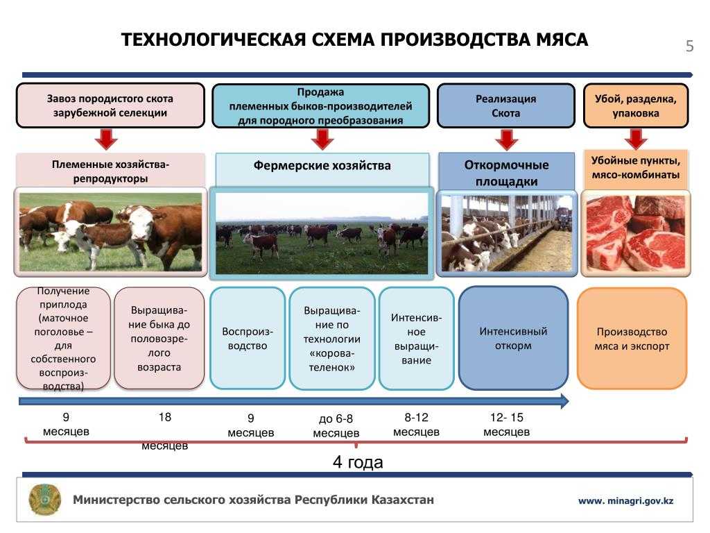 Методы разведения крупного рогатого скота