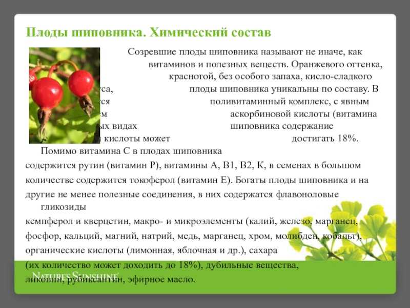 Шиповник: полезные свойства для организма и противопоказания