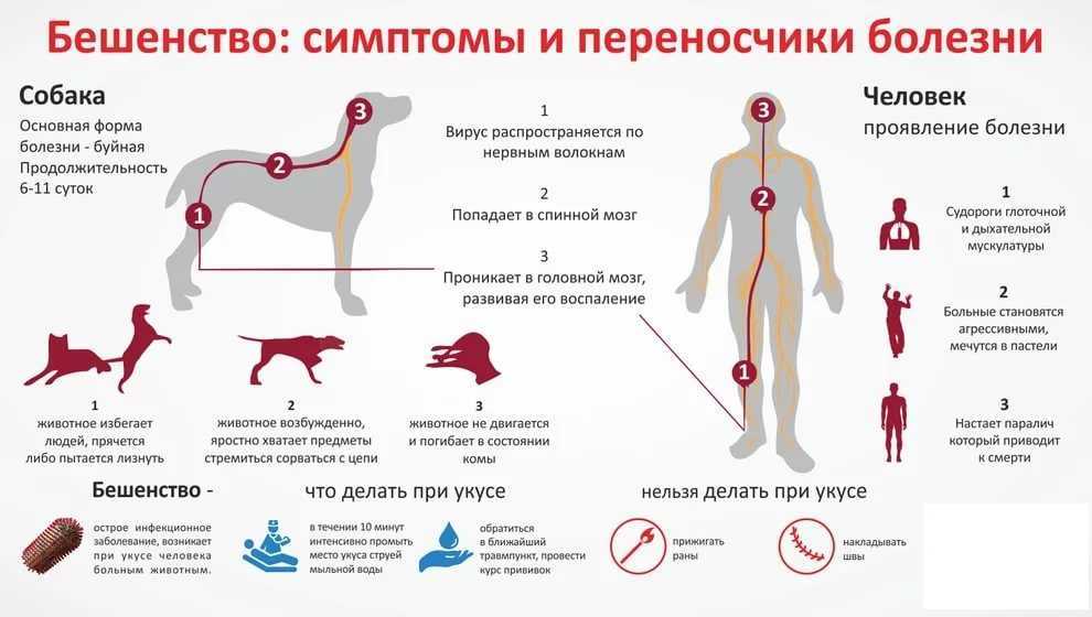 Бешенство домашних и сельскохозяйственных животных: первые признаки, борьба и профилактика