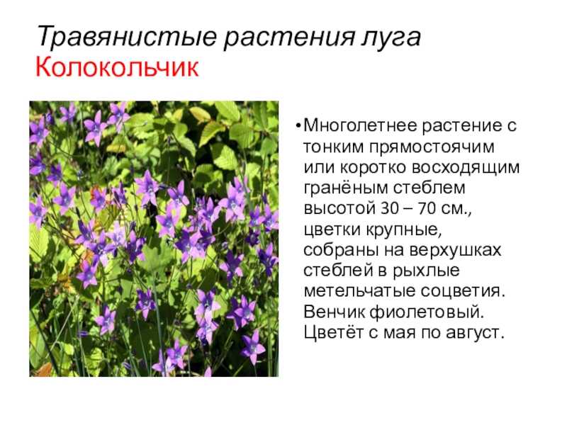 Экосистема или природное сообщество луга: описание, растения, животные, роль для человека и охрана