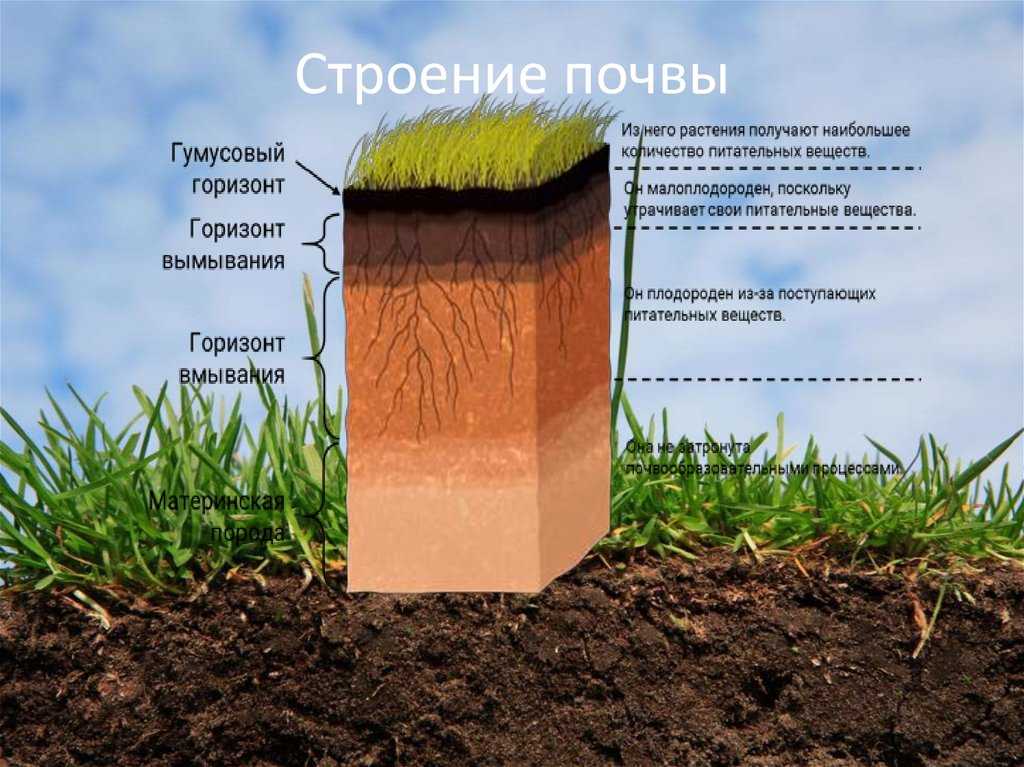 Латеритные почвы — вики