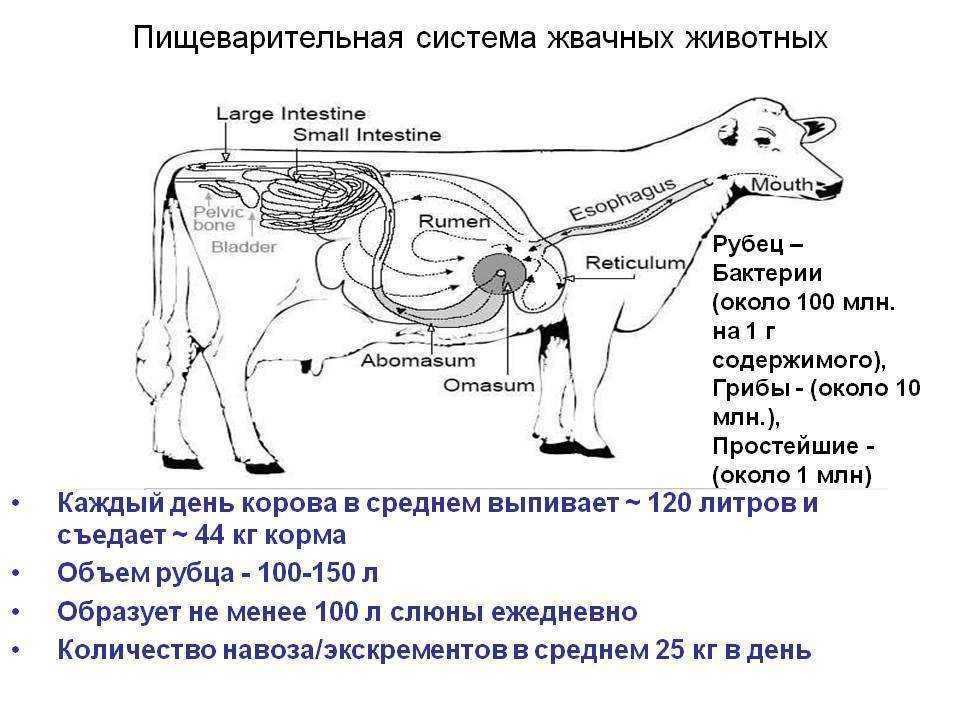 Рубец - abcdef.wiki