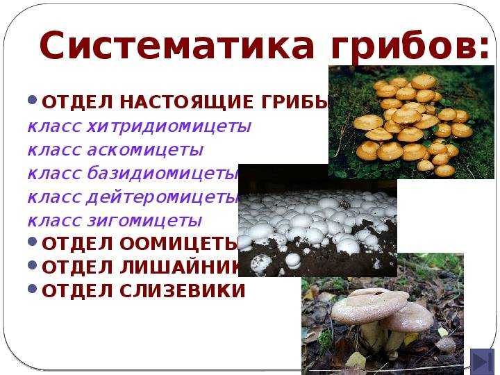Эуаскомицеты | справочник пестициды.ru