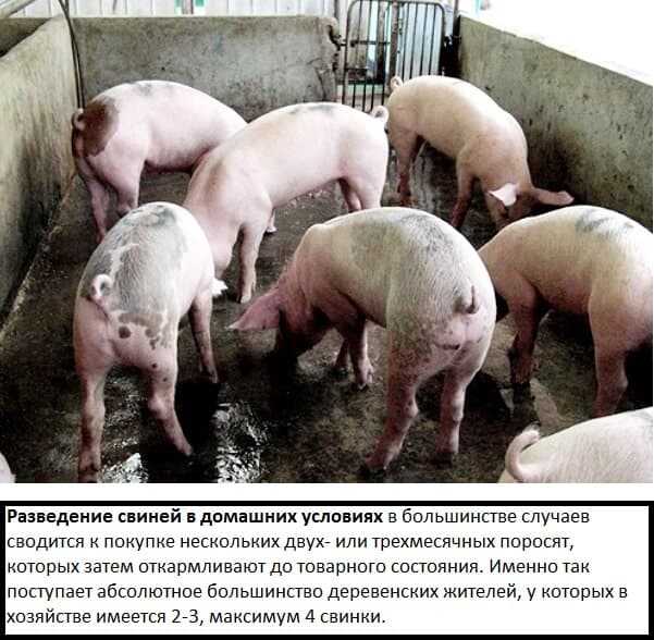 Выращивание свиней: самые современные системы и технологии