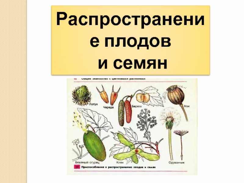 Приспособление растений к распространению семян. курсовая работа (т). биология. 2015-06-27