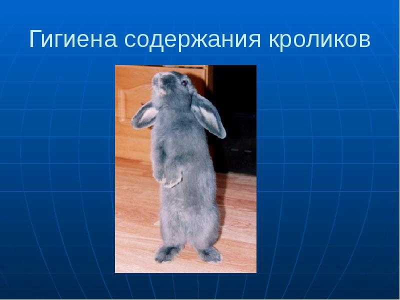 Гигиена кроликов и пушных зверей. реферат. сельское хозяйство. 2012-01-22